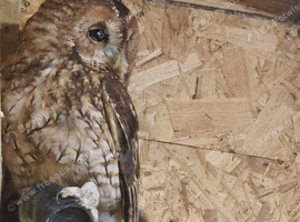 DNA'd Male Tawny owl wanted