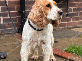2 year old cocker spaniel girl