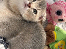Scottish fold x British shorthair kitten