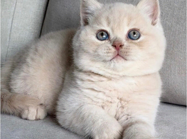 Gccf kittens available