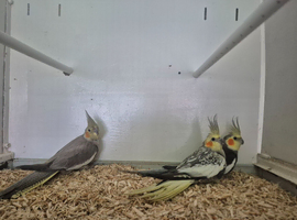 3 Cockatiels