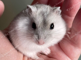Baby Winter White Russian hamsters (pure bred)