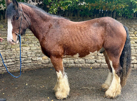 Stunning Clyde x cob gelding 4 yrs old