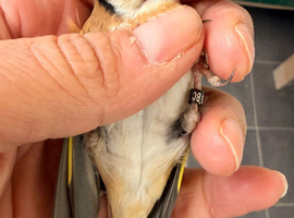 x2 males  2025 goldfinches bbc rings very fit