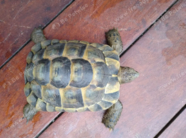 spur-thighed tortoises