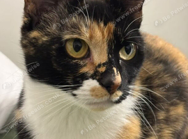 Candy- female cat