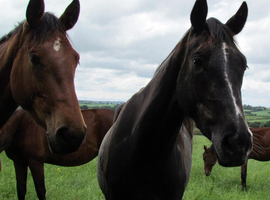 1, 2, 3yo youngster to make 14hh min