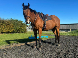 16.2 Gelding 7year Thoroughbred