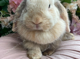 Mini lop