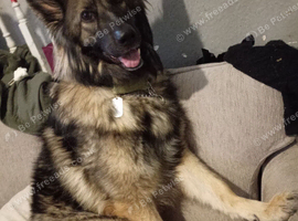 Female German shepard 4 years old