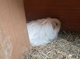 Long haired female