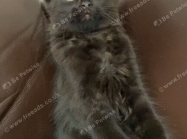 Black fluffy kitten