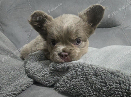 Beautiful french bulldog