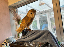 Female Barn Owl