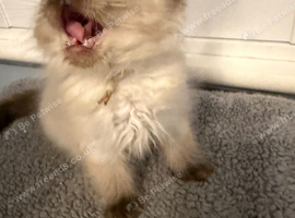Seal point Ragdoll kitten DNA cleared