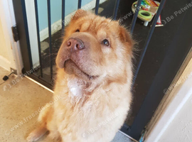 Beautiful 5-Year-Old Bear Coat Shar Pei Looking for Her Forever Home ️