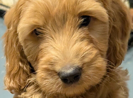 Quality DNA clear Cockapoo puppies from Licensed Breeder