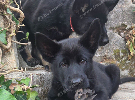 2 beautiful girls looking for new homes