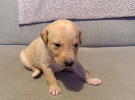 Lurcher pup