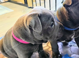 Loving Home Raised Blue Staffordshire Bull Terrier Pups