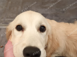 Kc reg Golden retriever female