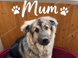 German Shepherd Caucasian Shepherd Swiss Shepherd Puppys