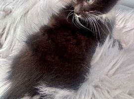 RAGDOLL CROSS BOY READY NOW