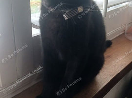 Black kitten