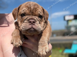 Female English bulldog puppies