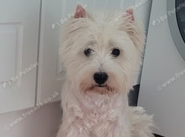 KC registered westie bitch available