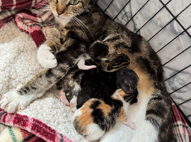 Kittens