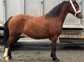 2 year old filly