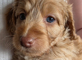 Beautiful Cockapoo Puppies Ready for Their Forever Homes