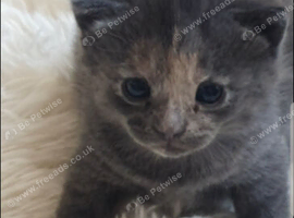 Kittens
