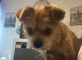 Teddy