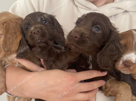 Working Cocker Spaniel puppies