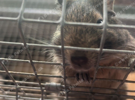 Two bonded male Degus looking for a new home
