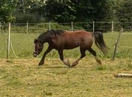 Lovely Welsh mare for sale