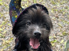 Poppy- Pomeranian x shih tzu