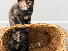 Beautiful ragdoll cross kittens