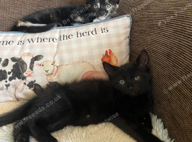 Kittens for sale