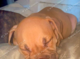 Mastiff cross