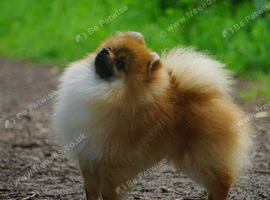 ** Sweet Pomeranian Male available **