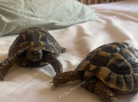 two tortoises