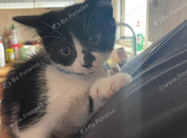 Kittens for sale