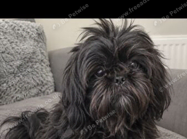 Girl shihtzu