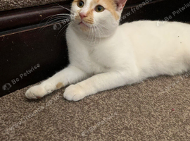 1 year old male