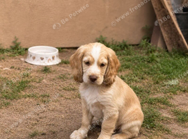 Beautiful Golden Working Sprocker Spaniel Puppies