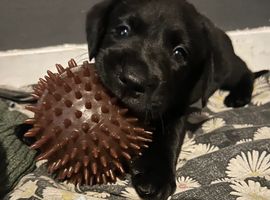 6 week old Labrador puppies