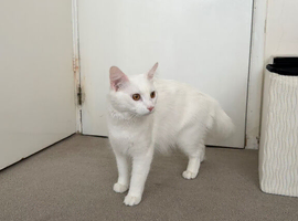 Male white Turkish angora